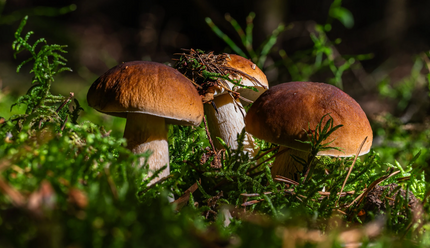 What Makes Ultrasonic Extraction Different And Why It Matters for Your Healing Journey